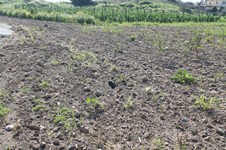 Property 36037 photo 1