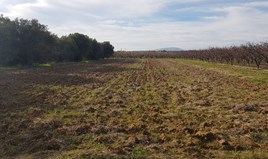 Land 2000 m² in Chalkidiki