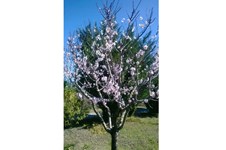 Property 36144 photo 3