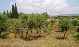 Land 15099 m² auf Sithonia (Chalkidiki)