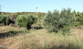 Zemljište 7500 m² na Sitoniji (Halkidiki)