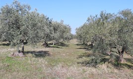 სასტუმრო 4000 m² ოლიმპიურ რივიერაზე