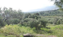 Land 2400 m² auf Kreta