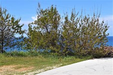 Property 37267 photo 4