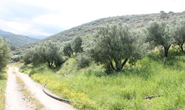 Land 9700 m² auf Kreta