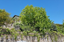 Property 37910 photo 36