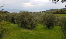 Land 6500 m² in Athos, Chalkidiki