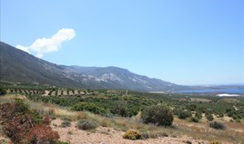 Zemljište 4000 m² na Kritu
