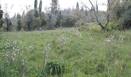 Land 1300 m² auf Korfu