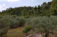 Property 39717 photo 24