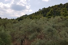 Property 39717 photo 37