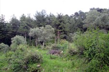 Property 4219 photo 10