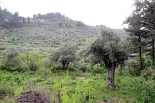 Property 4219 photo 15