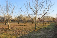 Property 42895 photo 29