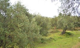 Land 3700 m² auf Korfu