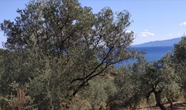 հողատարածք 12750 m² Խալկիդիկի-Սիթոնիայում
