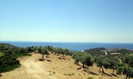 Land 12000 m² on the island of Thassos