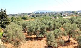 Land 8243 m² in Crete