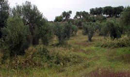 Land 18237 m² in Kassandra, Chalkidiki