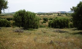 Land 59063 m² in Chalkidiki