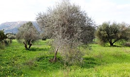 Land 2850 m² auf Rhodos