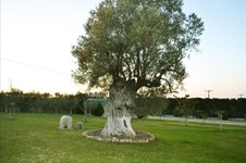 Property 8652 photo 23