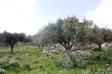 Property 9762 photo 1